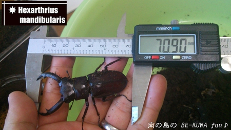 ★夏の思い出 & スレノコ & チビマンディ