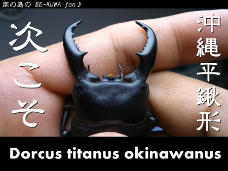 ★次こそ & アゴ欠けノコ & 2012オキノコ & マンディ & 深山