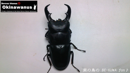 ★次こそ & アゴ欠けノコ & 2012オキノコ & マンディ & 深山