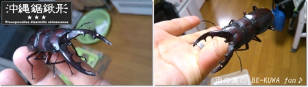 ★次こそ & アゴ欠けノコ & 2012オキノコ & マンディ & 深山