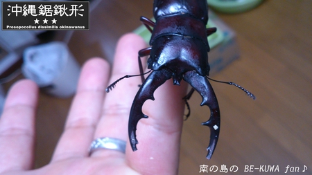★次こそ & アゴ欠けノコ & 2012オキノコ & マンディ & 深山