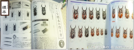 ▼標本箱 & 展足 & リュウコセット & オキカブ