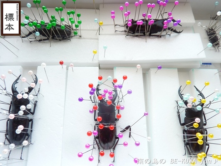 ▼標本箱 & 展足 & リュウコセット & オキカブ
