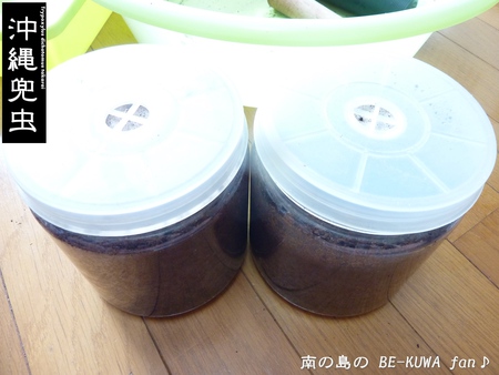 ▼標本箱 & 展足 & リュウコセット & オキカブ