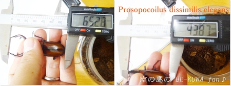 ▲悪石島 & パプキン & 羽化色々 & 標本 ローゼンベルグオウゴンオニ ▲悪石島 & パプキン & 羽化色々 & 標本 ローゼンベルグオウゴンオニ