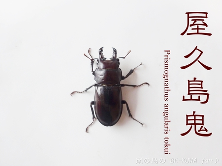 ▲屋久島鬼 & 残念3連発 & ノコ羽化 & 展翅台作成 & シロオビアゲハ♀ ▲屋久島鬼 & 残念3連発 & ノコ羽化 & 展翅台作成 & シロオビアゲハ♀