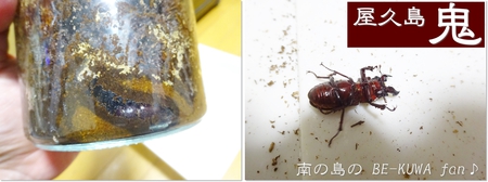 ▲屋久島鬼 & 残念3連発 & ノコ羽化 & 展翅台作成 & シロオビアゲハ♀ ▲屋久島鬼 & 残念3連発 & ノコ羽化 & 展翅台作成 & シロオビアゲハ♀
