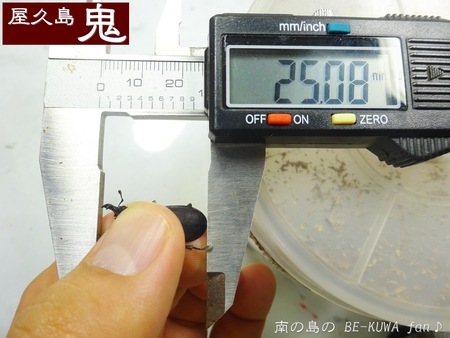 ▲屋久島鬼 & 残念3連発 & ノコ羽化 & 展翅台作成 & シロオビアゲハ♀ ▲屋久島鬼 & 残念3連発 & ノコ羽化 & 展翅台作成 & シロオビアゲハ♀