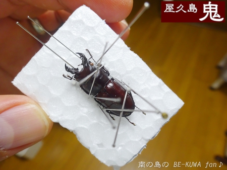 ▲屋久島鬼 & 残念3連発 & ノコ羽化 & 展翅台作成 & シロオビアゲハ♀ ▲屋久島鬼 & 残念3連発 & ノコ羽化 & 展翅台作成 & シロオビアゲハ♀