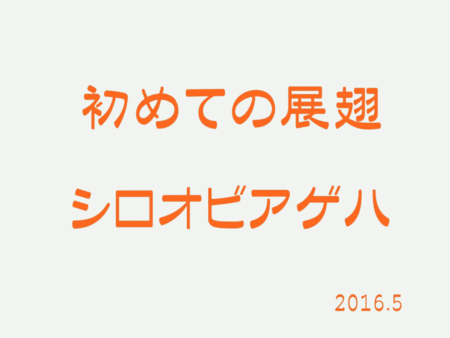 ▲ヨツボシヒナ & オキナワネブト & ヤマトカブト & メンガタメリー & 展翅シロオビアゲハ ▲ヨツボシヒナ & オキナワネブト & ヤマトカブト & メンガタメリー & 展翅シロオビアゲハ