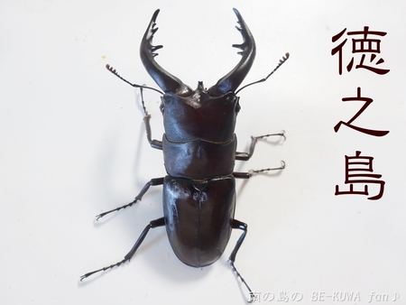▲徳之島ノコ & 頂き物 & ノコ産卵セット & ナガサキアゲハ♀ ▲徳之島ノコ & 頂き物 & ノコ産卵セット & ナガサキアゲハ♀
