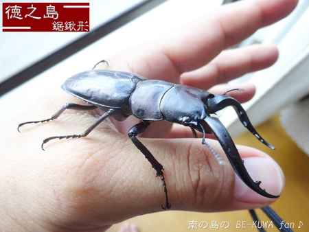 ▲徳之島ノコ & 頂き物 & ノコ産卵セット & ナガサキアゲハ♀ ▲徳之島ノコ & 頂き物 & ノコ産卵セット & ナガサキアゲハ♀