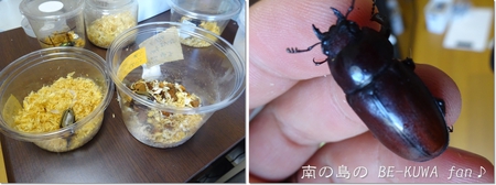 ▲徳之島ノコ & 頂き物 & ノコ産卵セット & ナガサキアゲハ♀ ▲徳之島ノコ & 頂き物 & ノコ産卵セット & ナガサキアゲハ♀