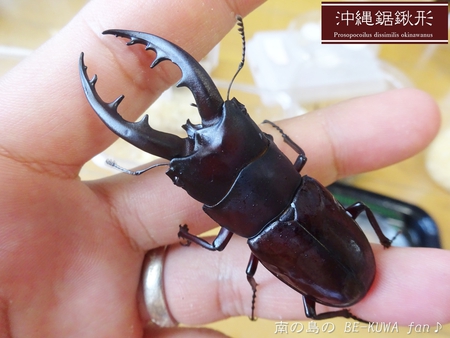 ▲徳之島ノコ & 頂き物 & ノコ産卵セット & ナガサキアゲハ♀ ▲徳之島ノコ & 頂き物 & ノコ産卵セット & ナガサキアゲハ♀