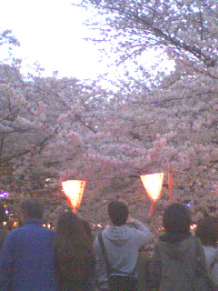 桜サクラさくら