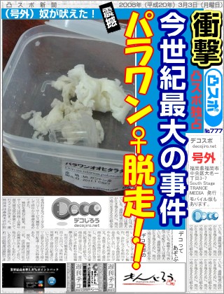 パラワン♀脱走 & サタン蛹