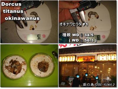 Xmas & 魔王様玉座へ & パラワン♀(DDA)羽化2号