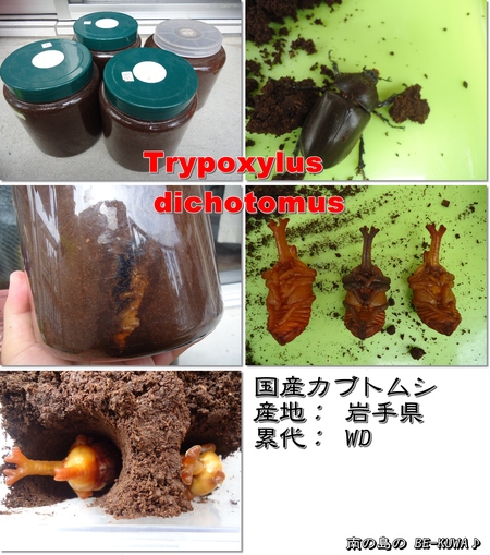 ◆カブト蛹 & パラワン産卵セット & クワカブ友訪問