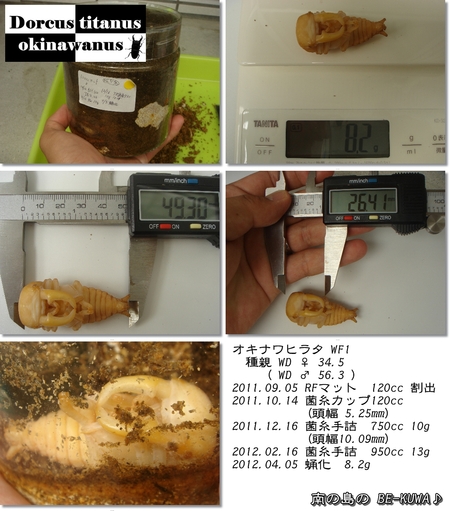 ◆カブト蛹 & パラワン産卵セット & クワカブ友訪問