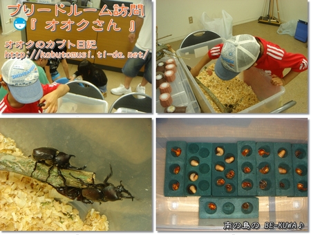 ◆カブト蛹 & パラワン産卵セット & クワカブ友訪問
