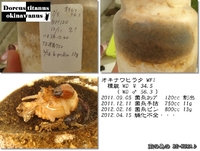 ◆JK & 期待のオキヒラが…& カブト羽化 & 里子