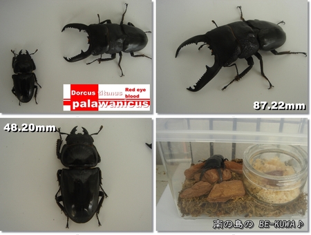 ◆JK & 期待のオキヒラが…& カブト羽化 & 里子