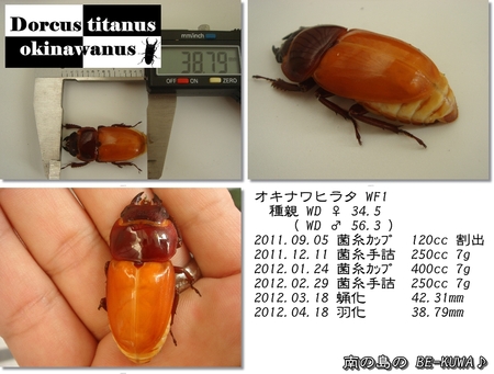 ◆JK & 期待のオキヒラが…& カブト羽化 & 里子