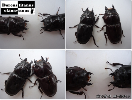 ◆JK & 期待のオキヒラが…& カブト羽化 & 里子