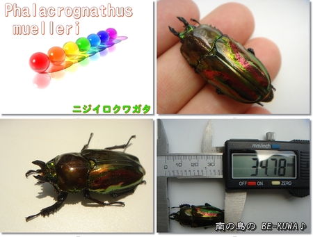 ◆月桃、草・虫いろいろ & オキヒラ♂ & 生オガ発酵マット