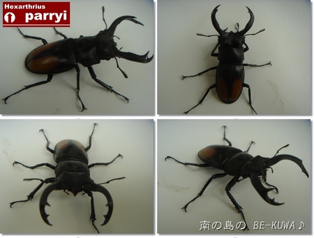 ◆New face & オキヒラ♂羽化 & カブトセット & 菌糸