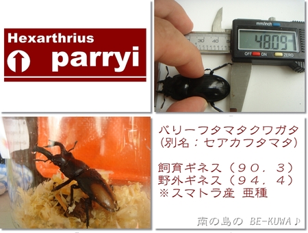 ◆New face & オキヒラ♂羽化 & カブトセット & 菌糸