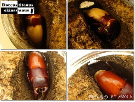 ◆New face & オキヒラ♂羽化 & カブトセット & 菌糸