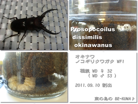 ◆あれから2年 & オキヒラ63up & パリー産卵セット & 里子