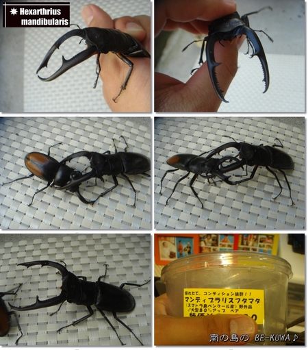 ◆アジア杯(2011) & マンディ & 5倍増失敗 & etc