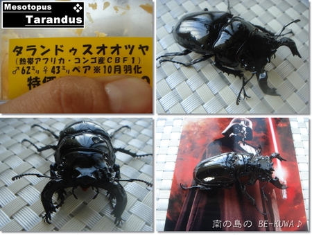 ◆Volare & ダースベイダー & 産卵セット色々 & 2012採集