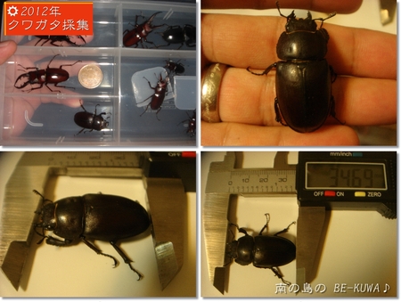 ◆Volare & ダースベイダー & 産卵セット色々 & 2012採集