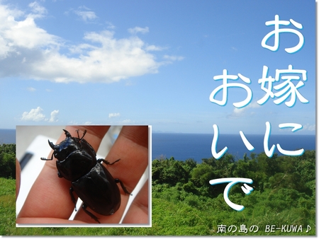 ◆お嫁に来たオキヒラ & クワガタ採集2012 & 謎の蛹 & ノコ