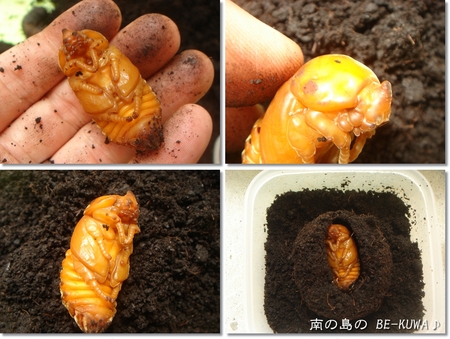 ◆お嫁に来たオキヒラ & クワガタ採集2012 & 謎の蛹 & ノコ