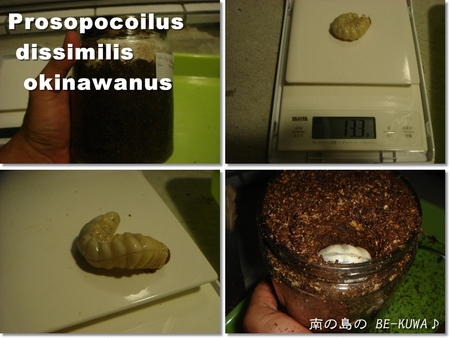◆お嫁に来たオキヒラ & クワガタ採集2012 & 謎の蛹 & ノコ