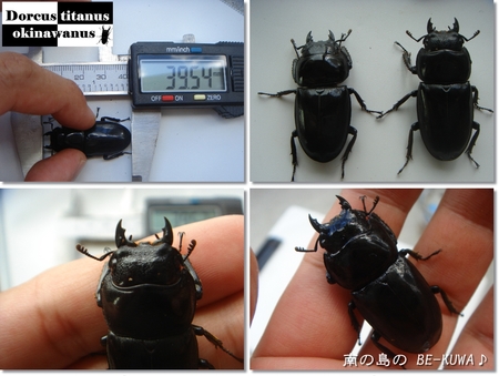 ◆お嫁に来たオキヒラ & クワガタ採集2012 & 謎の蛹 & ノコ
