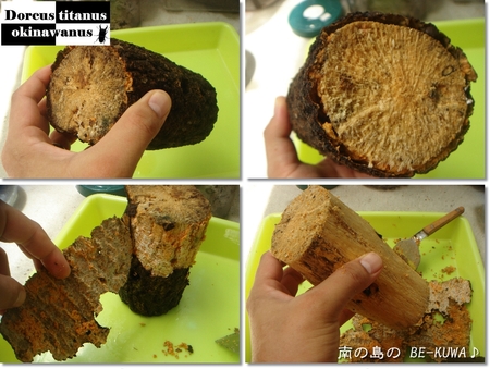 ◆お嫁に来たオキヒラ & クワガタ採集2012 & 謎の蛹 & ノコ