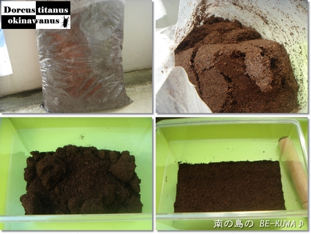 ◆お嫁に来たオキヒラ & クワガタ採集2012 & 謎の蛹 & ノコ