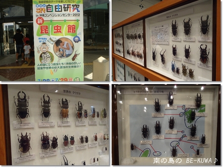 ◆GIGAパラワン娘 & 昆虫館 & 産卵セット(パリー・マンディ)
