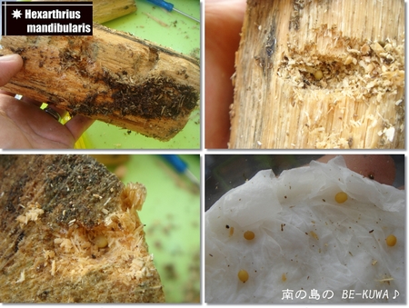 ◆GIGAパラワン娘 & 昆虫館 & 産卵セット(パリー・マンディ)