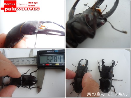 ◆奄美 & 赤目風 & マンディ孵化 & オキノコセット & ヤツ