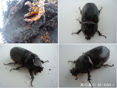 ◆奄美 & 赤目風 & マンディ孵化 & オキノコセット & ヤツ