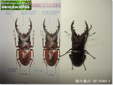 ◆Asian Ace & オキノコ産卵セット & オキノコマット組 & ・・