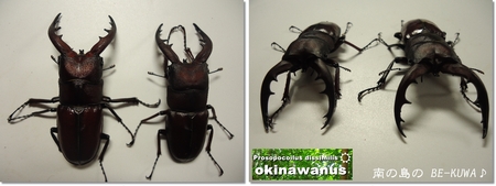 ◆マンディ2令幼虫 & 菌糸組ノコ羽化 & またノコ