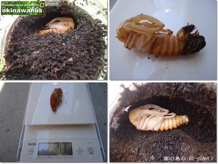 ◆マンディ2令幼虫 & 菌糸組ノコ羽化 & またノコ