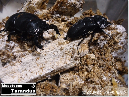 ◆マンディ2令幼虫 & 菌糸組ノコ羽化 & またノコ